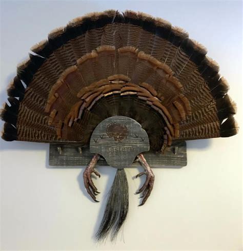 double fan turkey mount|mountain mike's turkey fan display.